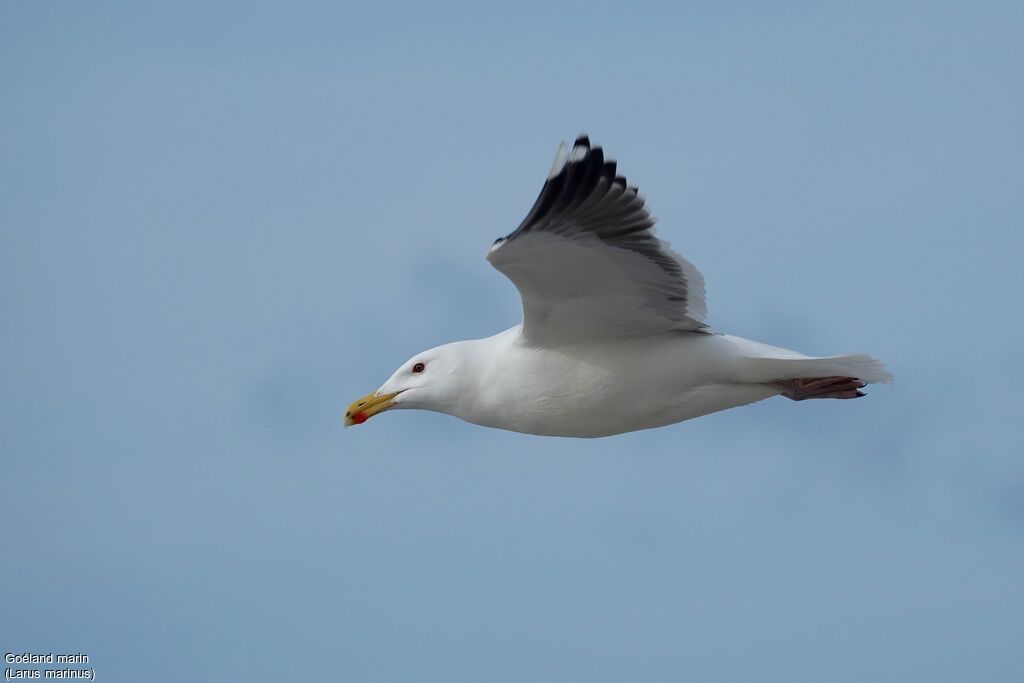 Great Black-backed Gull