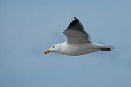 Great Black-backed Gull