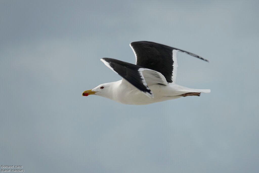 Great Black-backed Gull