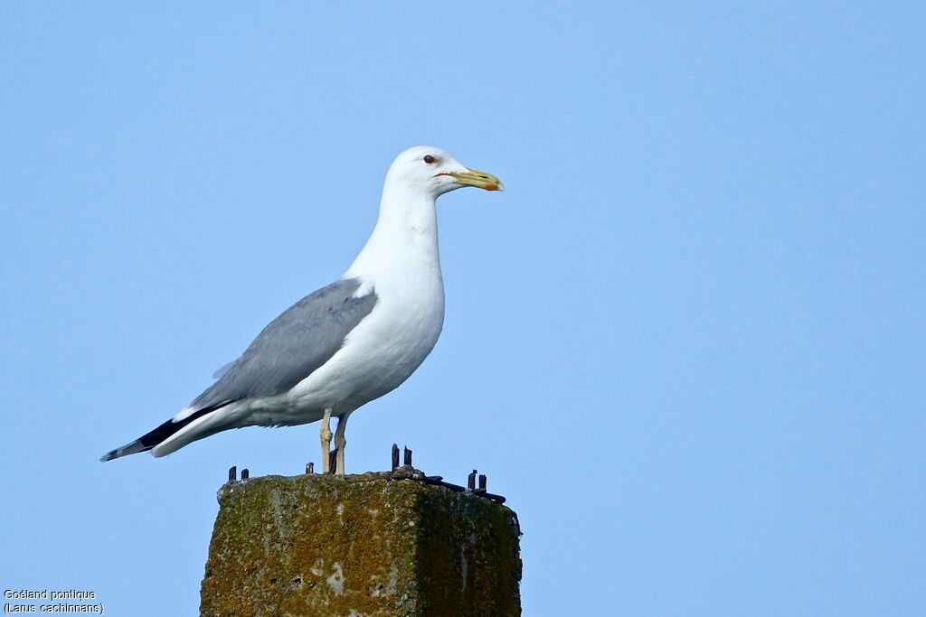 Goéland pontique