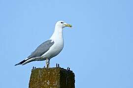 Caspian Gull