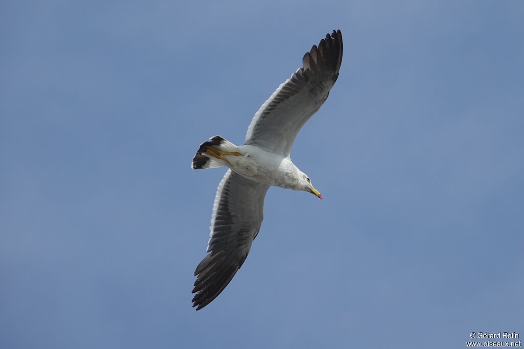 Belcher's Gull