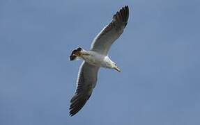 Belcher's Gull