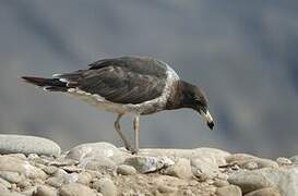 Belcher's Gull