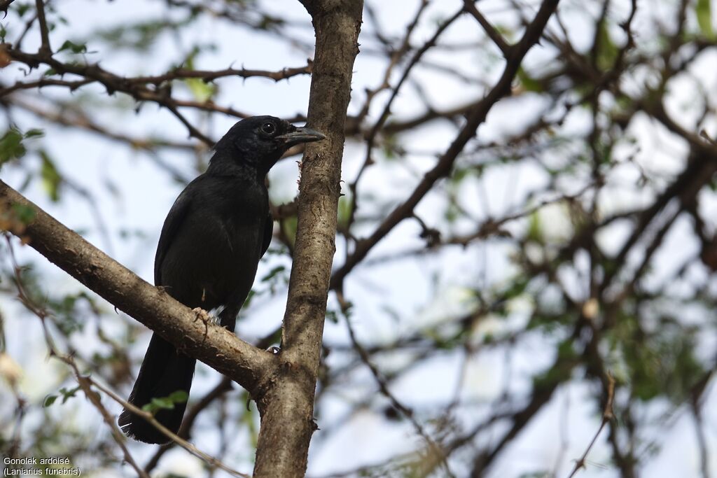 Slate-colored Boubou