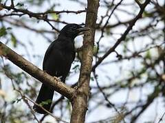 Slate-colored Boubou