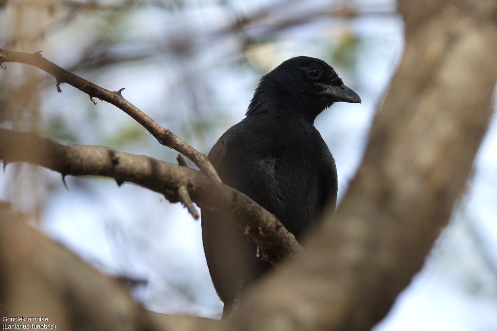 Slate-colored Boubou