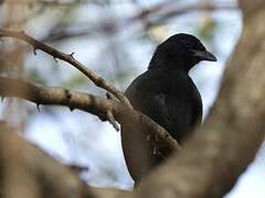 Slate-colored Boubou