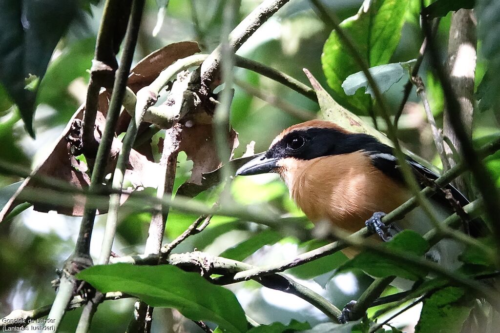 Lühder's Bushshrike