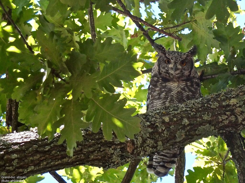 Spotted Eagle-Owl