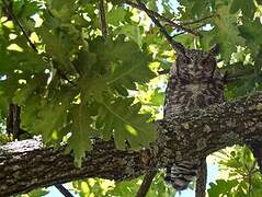 Spotted Eagle-Owl