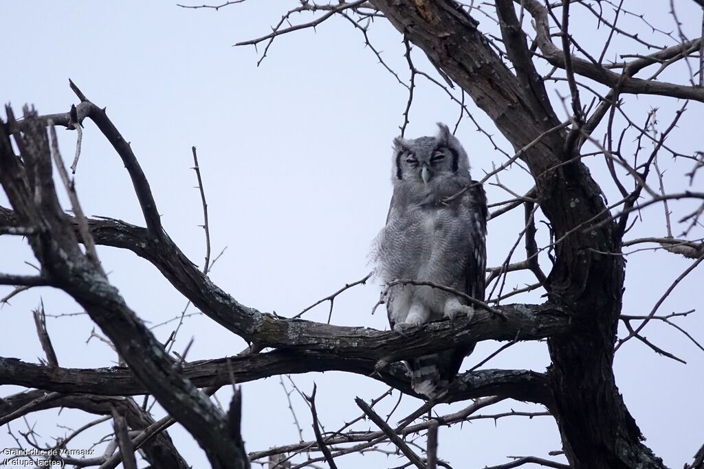 Verreaux's Eagle-Owl