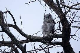 Verreaux's Eagle-Owl