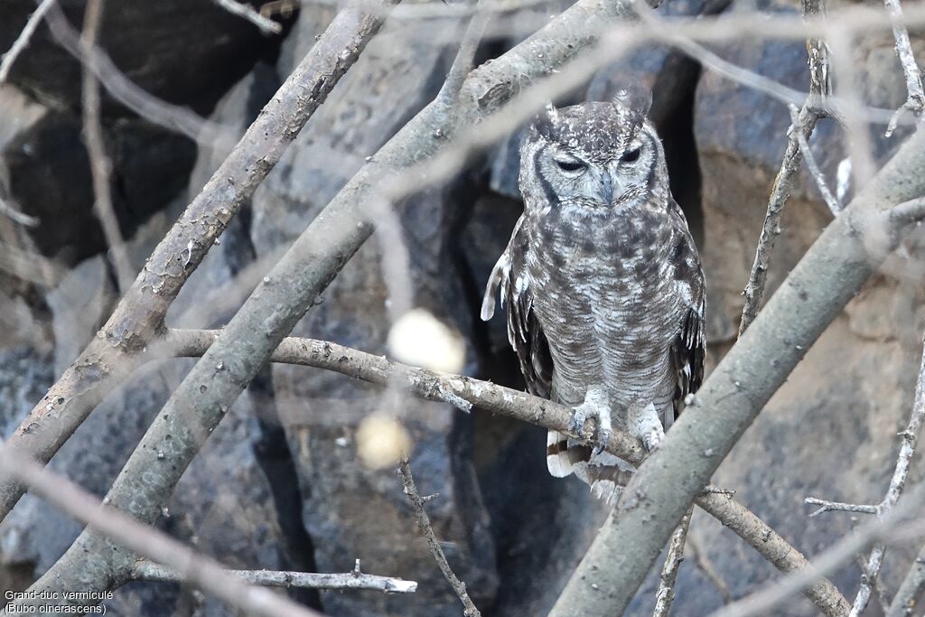 Greyish Eagle-Owl