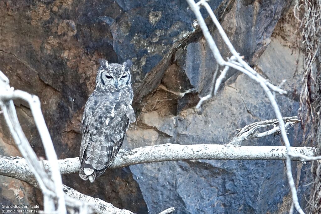 Greyish Eagle-Owl