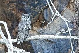 Greyish Eagle-Owl