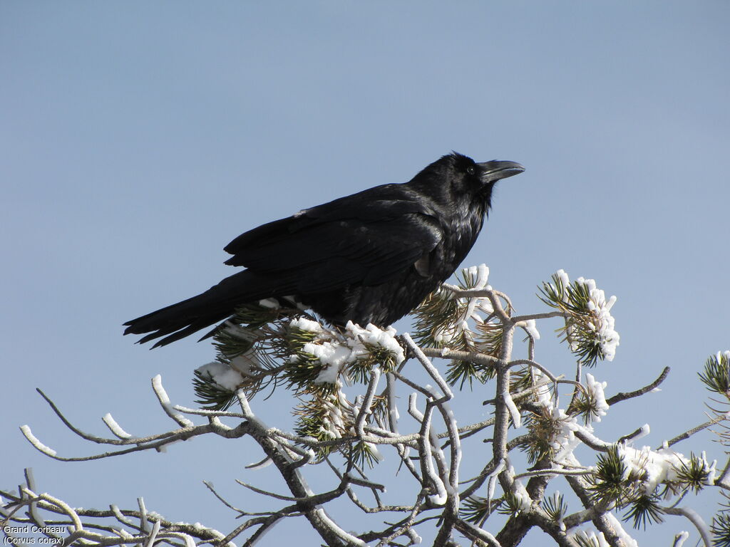 Northern Raven