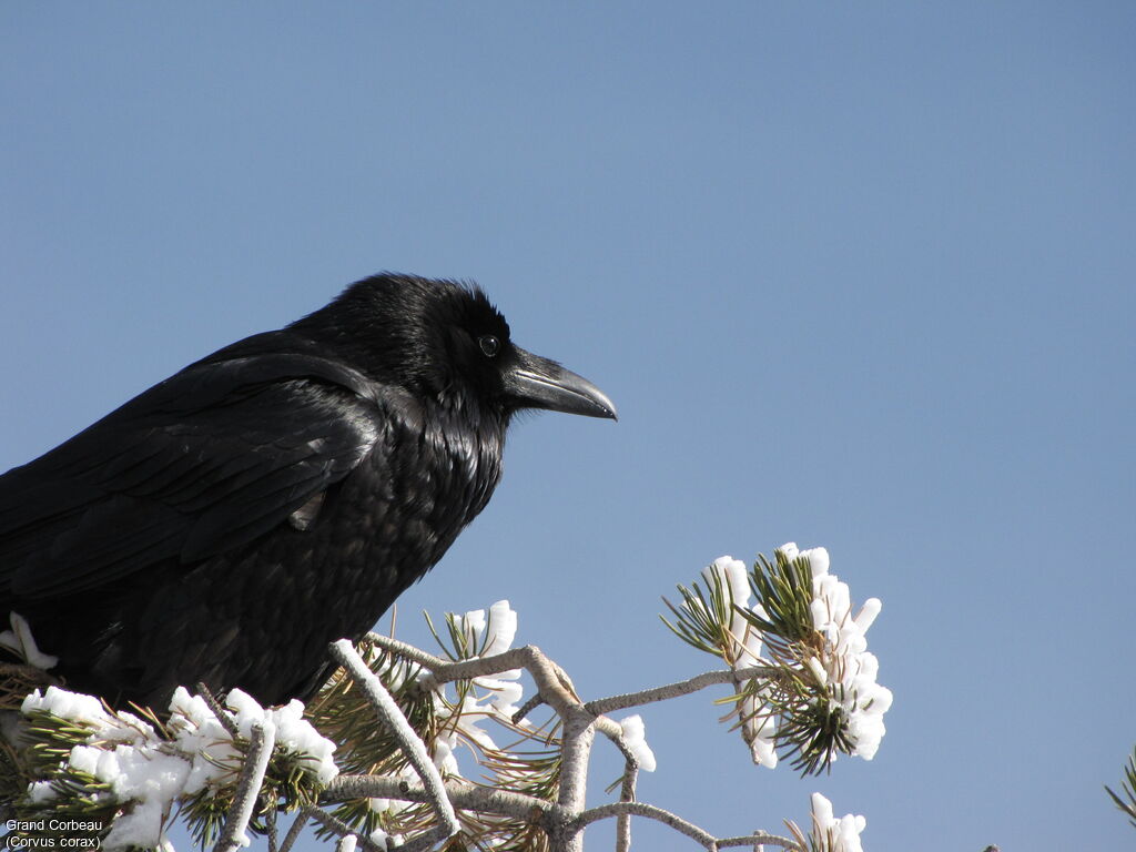 Grand Corbeau