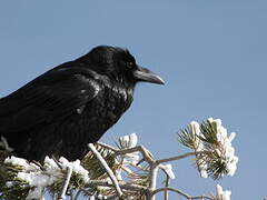 Northern Raven