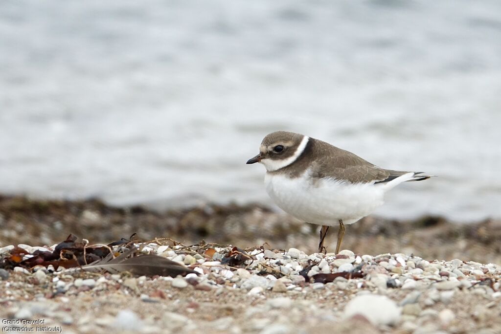 Common Ringed Ploverjuvenile