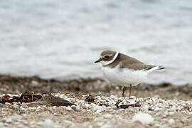 Common Ringed Plover