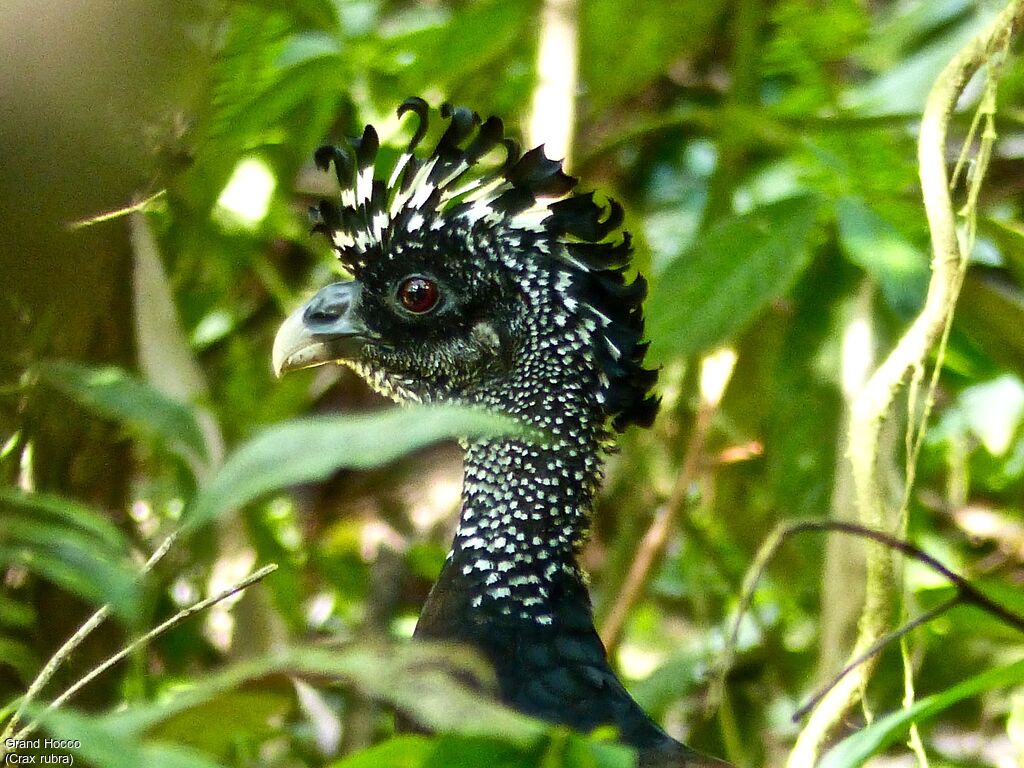 Great Curassow female