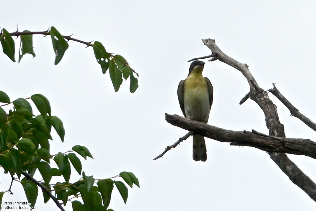 Greater Honeyguidejuvenile