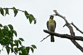 Greater Honeyguide