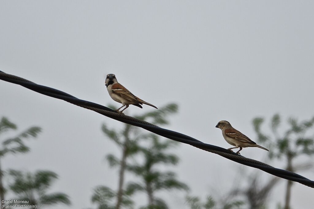 Great Sparrowadult