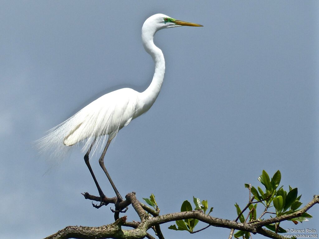 Grande Aigrette