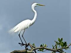 Great Egret