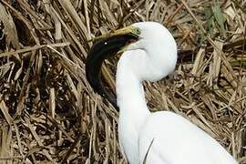 Grande Aigrette