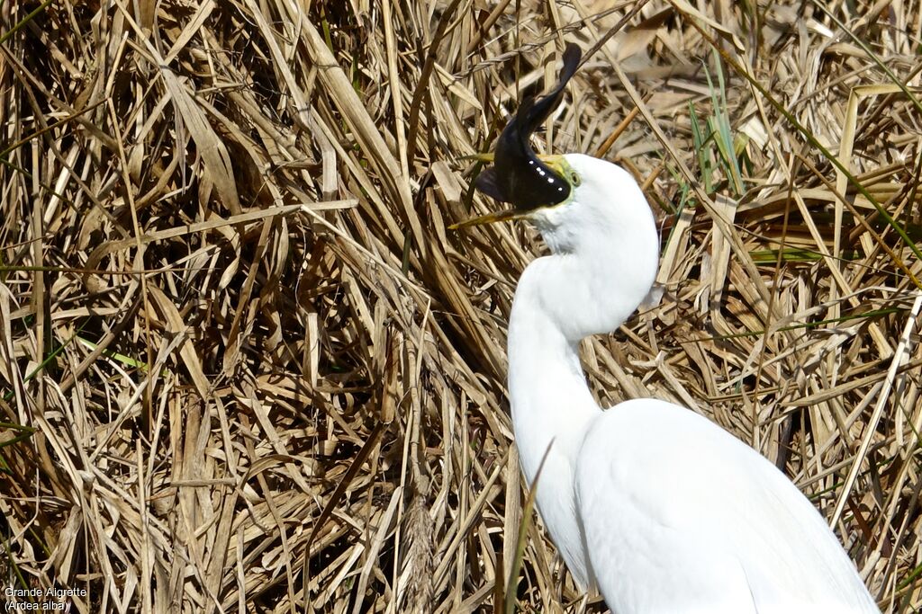 Great Egret