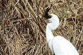 Grande Aigrette