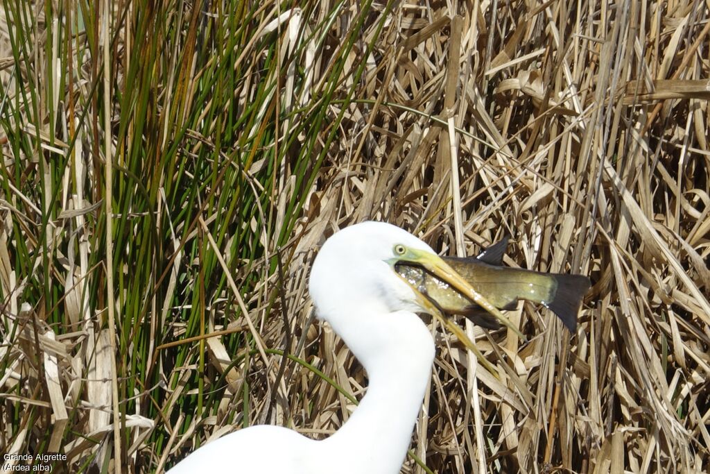 Grande Aigrette