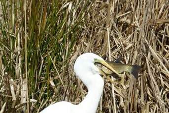 Grande Aigrette