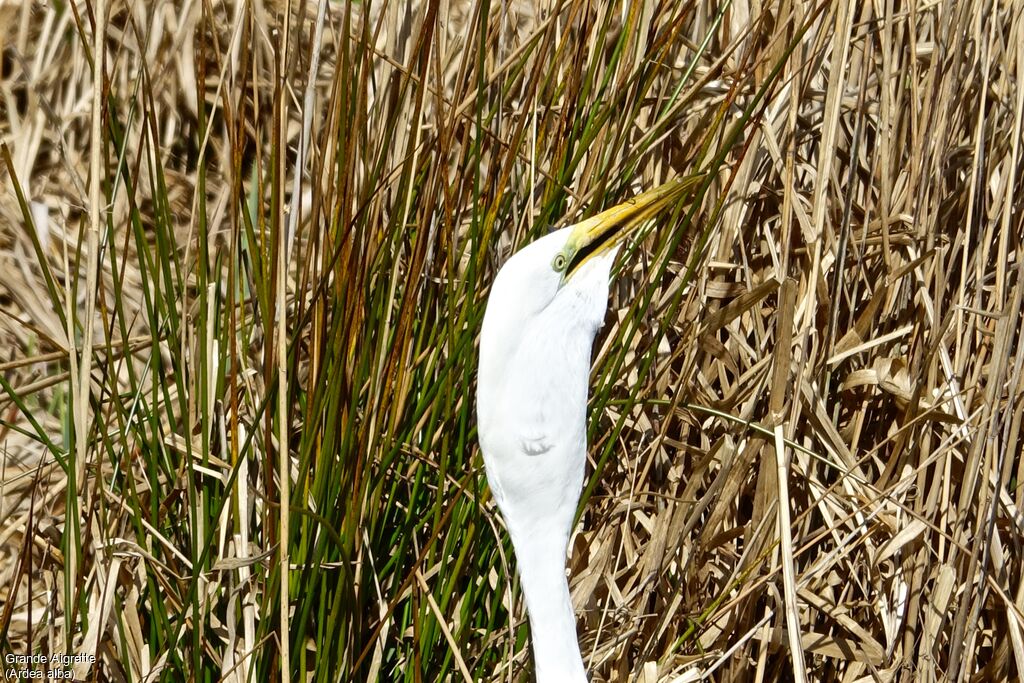 Great Egret