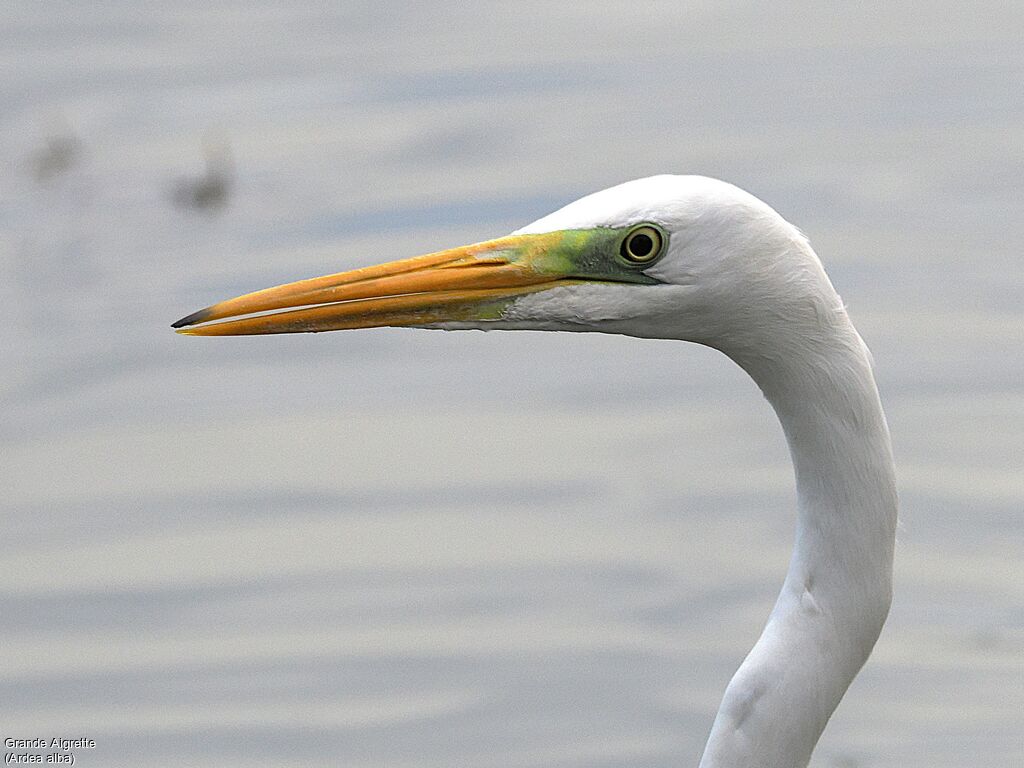 Grande Aigrette