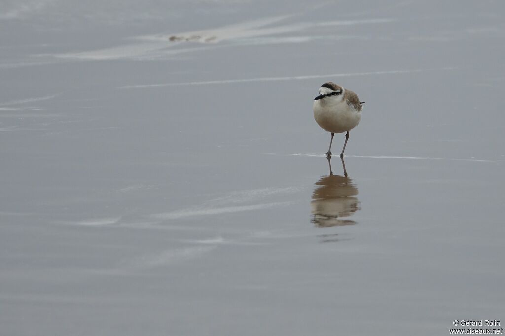 White-fronted Plover