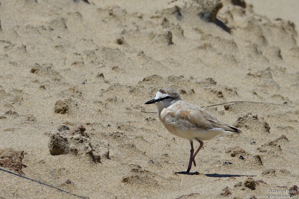 Gravelot à front blanc