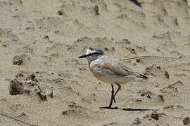 White-fronted Plover