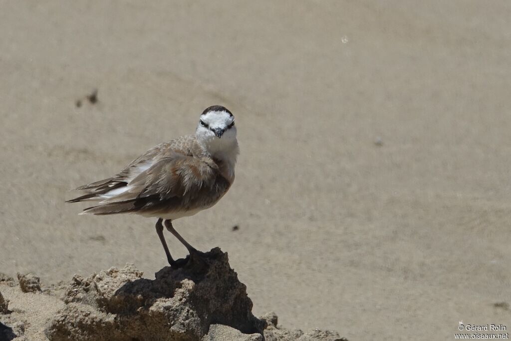 White-fronted Plover