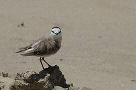 White-fronted Plover