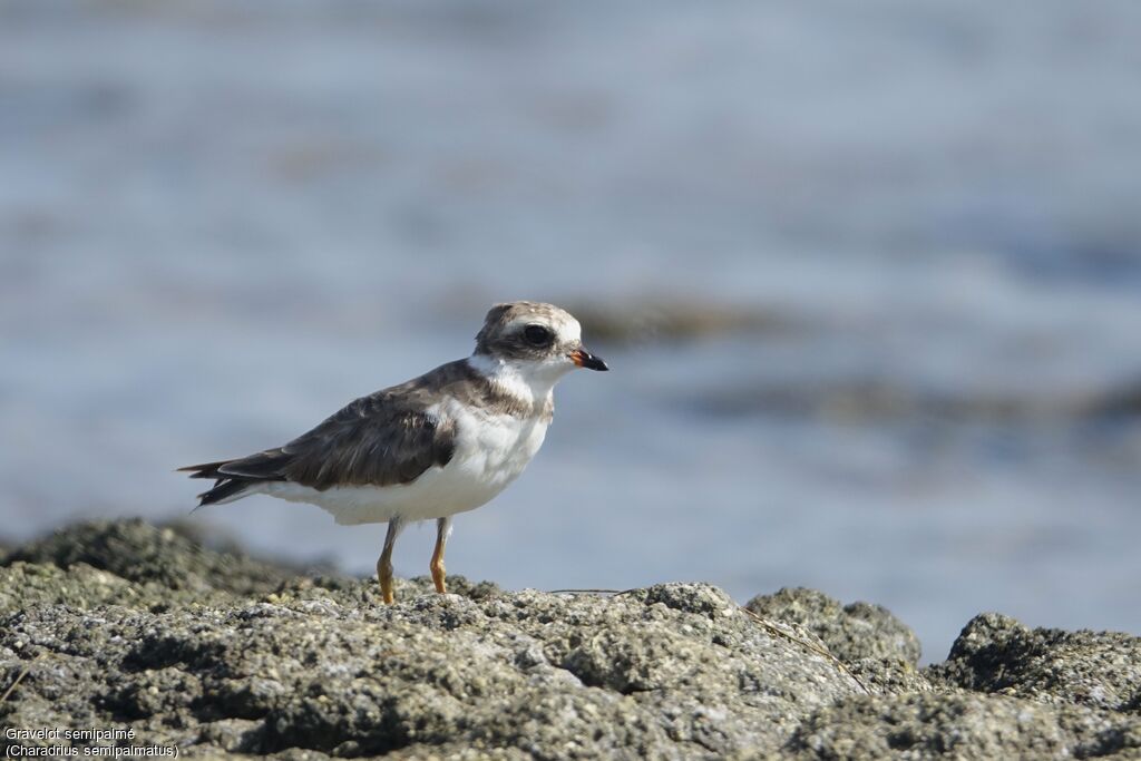 Semipalmated Plover