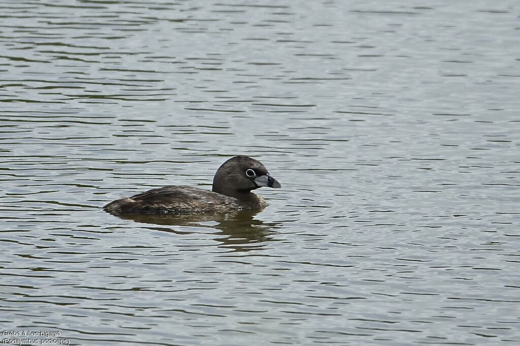 Pied-billed Grebe