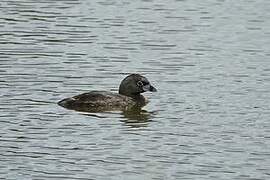 Pied-billed Grebe