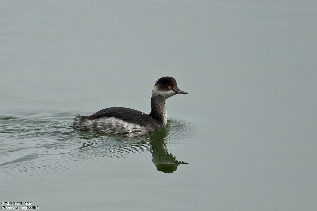 Black-necked Grebe