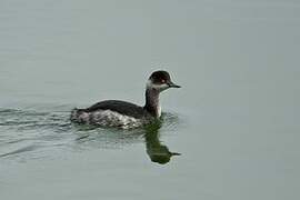 Black-necked Grebe