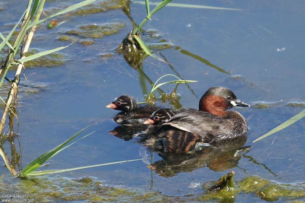 Little Grebe, Reproduction-nesting