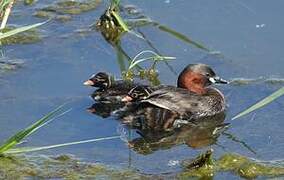 Little Grebe